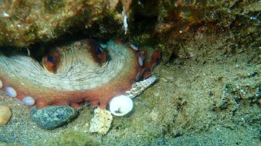 Ortak ahtapot (Octopus vulgaris) denizaltı, Ege Denizi, Yunanistan, Halkidiki