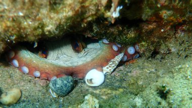 Ortak ahtapot (Octopus vulgaris) denizaltı, Ege Denizi, Yunanistan, Halkidiki