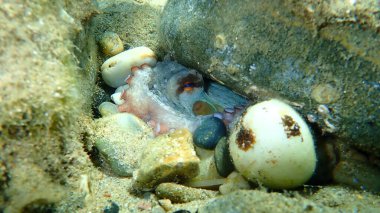 Ortak ahtapot (Octopus vulgaris) denizaltı, Ege Denizi, Yunanistan, Halkidiki
