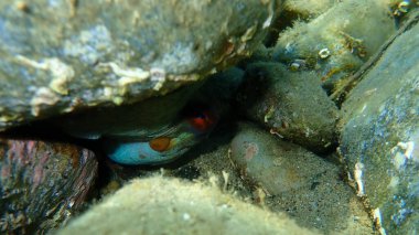 Ortak ahtapot (Octopus vulgaris) denizaltı, Ege Denizi, Yunanistan, Halkidiki