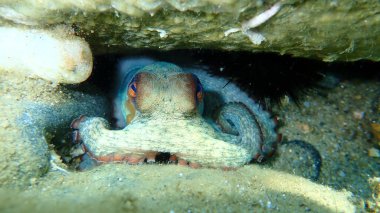 Ortak ahtapot (Octopus vulgaris) denizaltı, Ege Denizi, Yunanistan, Halkidiki