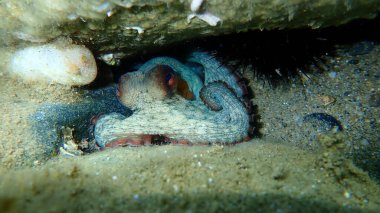 Ortak ahtapot (Octopus vulgaris) denizaltı, Ege Denizi, Yunanistan, Halkidiki