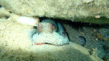 Ortak ahtapot (Octopus vulgaris) denizaltı, Ege Denizi, Yunanistan, Halkidiki