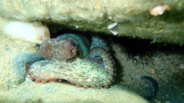 Ortak ahtapot (Octopus vulgaris) denizaltı, Ege Denizi, Yunanistan, Halkidiki