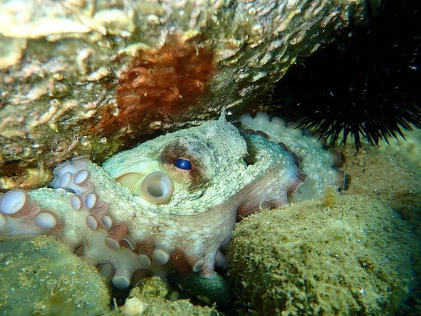 Common octopus (Octopus vulgaris) undersea, Aegean Sea, Greece, Halkidiki