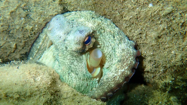 Polpo Comune Octopus Vulgaris Sottomarino Mar Egeo Grecia Calcidica — Foto Stock