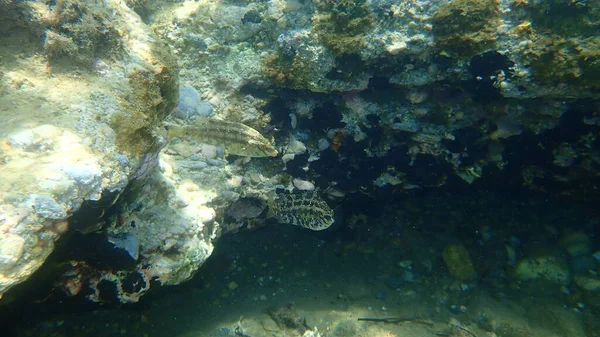 Five Spotted Wrasse Symphodus Roissali Undersea Aegean Sea Greece Halkidiki — Stock Photo, Image