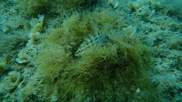 Five-spotted wrasse (Symphodus roissali) undersea, Aegean Sea, Greece, Halkidiki
