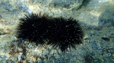 Karadeniz kestanesi (Arbacia lixula) deniz altı, Ege Denizi, Yunanistan, Halkidiki