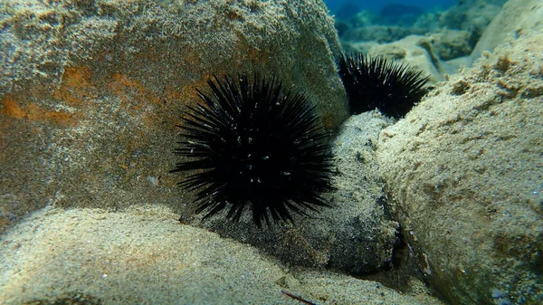 Ouriço Mar Negro Arbacia Lixula Submarino Mar Egeu Grécia Halkidiki — Fotografia de Stock