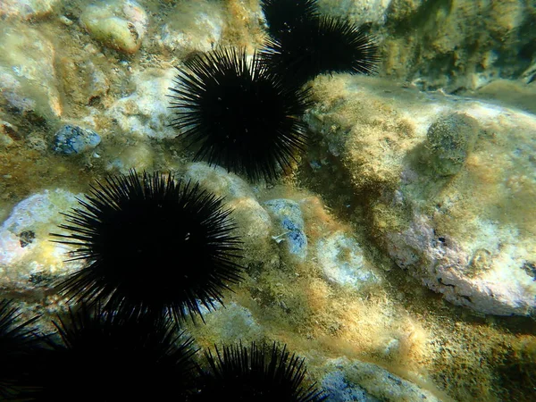 Sjöborre Arbacia Lixula Vatten Egeiska Havet Grekland Halkidiki — Stockfoto