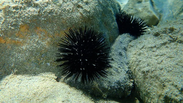 Black sea urchin (Arbacia lixula) undersea, Aegean Sea, Greece, Halkidiki