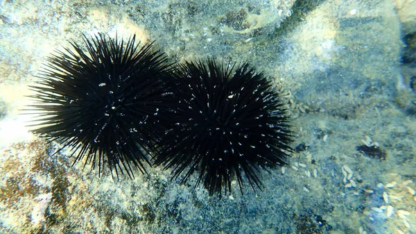 Ouriço Mar Negro Arbacia Lixula Submarino Mar Egeu Grécia Halkidiki — Fotografia de Stock