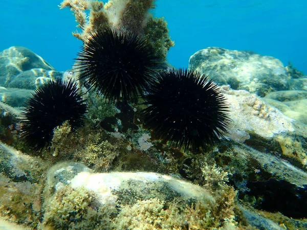 Oursin Noir Arbacia Lixula Sous Marin Mer Égée Grèce Chalcidique — Photo