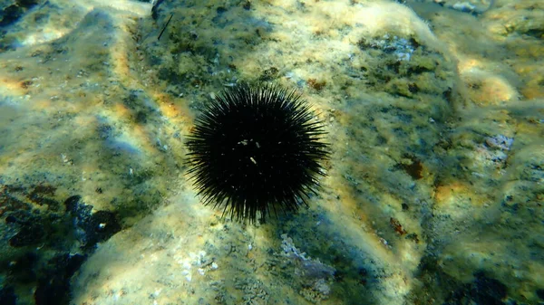 Ouriço Mar Negro Arbacia Lixula Submarino Mar Egeu Grécia Halkidiki — Fotografia de Stock