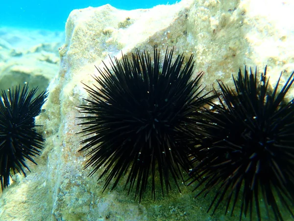 Black sea urchin (Arbacia lixula) undersea, Aegean Sea, Greece, Halkidiki