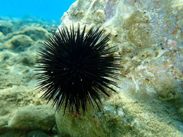 Ouriço Mar Negro Arbacia Lixula Submarino Mar Egeu Grécia Halkidiki — Fotografia de Stock