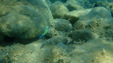 Süslü wrasse (Thalassoma pavo) erkek denizaltı, Ege Denizi, Yunanistan, Halkidiki