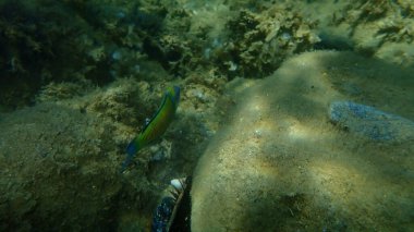 Süslü wrasse (Thalassoma pavo) erkek denizaltı, Ege Denizi, Yunanistan, Halkidiki