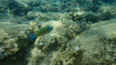 Süslü wrasse (Thalassoma pavo) erkek denizaltı, Ege Denizi, Yunanistan, Halkidiki