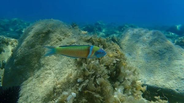 Ornate Lippfische Thalassoma Pavo Männlich Unterwasser Ägäis Griechenland Chalkidiki — Stockfoto