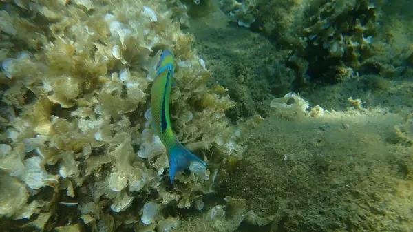 Süslü wrasse (Thalassoma pavo) erkek denizaltı, Ege Denizi, Yunanistan, Halkidiki
