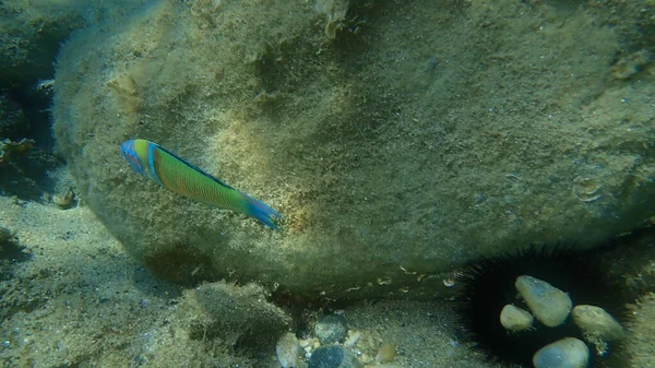 Süslü wrasse (Thalassoma pavo) erkek denizaltı, Ege Denizi, Yunanistan, Halkidiki