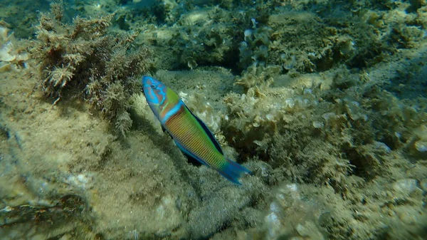 Süslü wrasse (Thalassoma pavo) erkek denizaltı, Ege Denizi, Yunanistan, Halkidiki