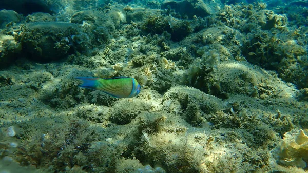 Süslü wrasse (Thalassoma pavo) erkek denizaltı, Ege Denizi, Yunanistan, Halkidiki