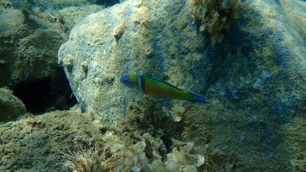 Süslü wrasse (Thalassoma pavo) erkek denizaltı, Ege Denizi, Yunanistan, Halkidiki
