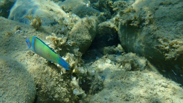 Süslü wrasse (Thalassoma pavo) erkek denizaltı, Ege Denizi, Yunanistan, Halkidiki