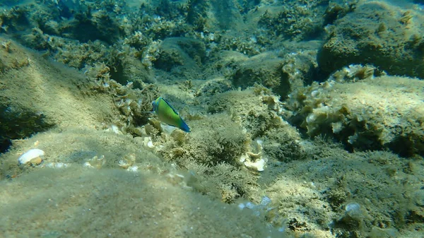 Süslü wrasse (Thalassoma pavo) erkek denizaltı, Ege Denizi, Yunanistan, Halkidiki
