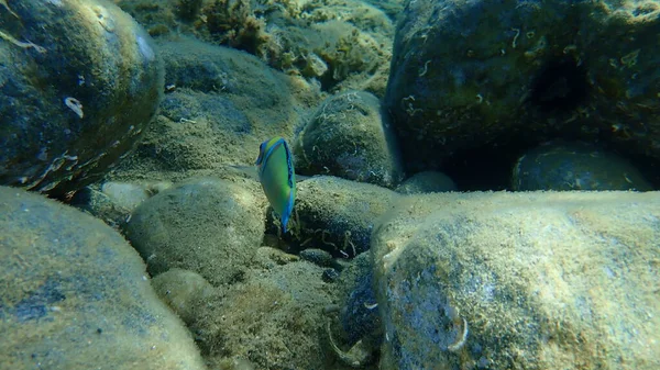 Ornament Wrasse Thalassoma Pavo Male Undersea Aegean Sea Greece Halkidiki — 스톡 사진