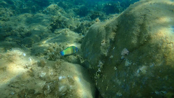 Süslü wrasse (Thalassoma pavo) erkek denizaltı, Ege Denizi, Yunanistan, Halkidiki