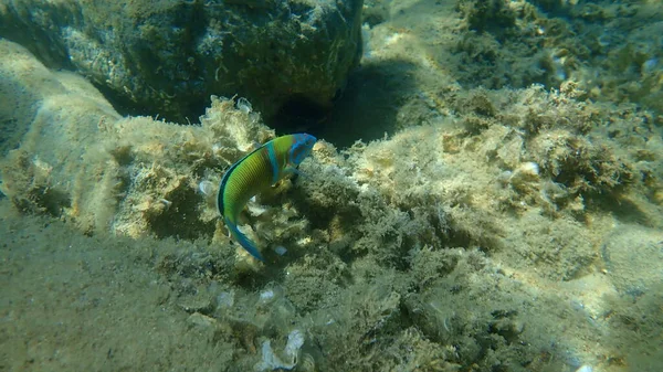Süslü wrasse (Thalassoma pavo) erkek denizaltı, Ege Denizi, Yunanistan, Halkidiki