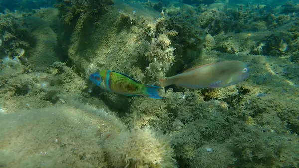 Ornate Wrasse Thalassoma Pavo Male Undersea Aegean Sea Greece Halkidiki — Fotografia de Stock