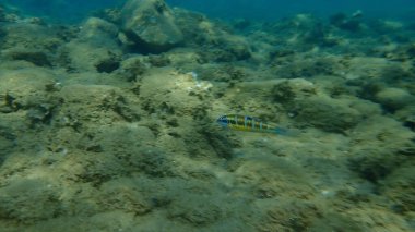 Süslü wrasse (Thalassoma pavo) kadın sualtı, Ege Denizi, Yunanistan, Halkidiki