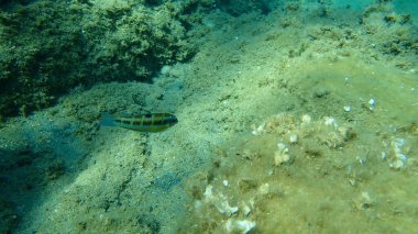 Süslü wrasse (Thalassoma pavo) kadın sualtı, Ege Denizi, Yunanistan, Halkidiki