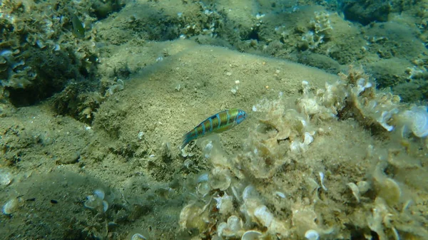 Орнатний Грізний Thalassoma Pavo Самець Під Водою Егейське Море Греція — стокове фото