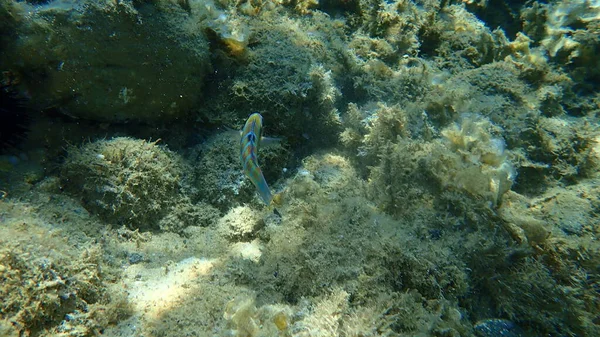 Ornate Wrasse Thalassoma Pavo Fêmea Submarina Mar Egeu Grécia Halkidiki — Fotografia de Stock