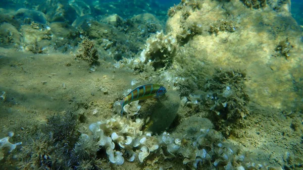 Ornate Lippfische Thalassoma Pavo Weiblich Unterwasser Ägäis Griechenland Chalkidiki — Stockfoto