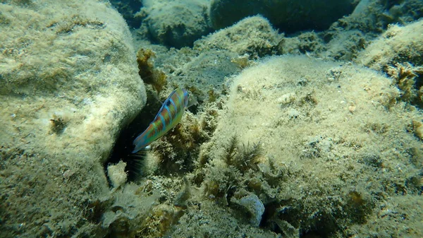 Διακοσμητική Οδός Thalassoma Pavo Γυναικεία Υποθαλάσσια Αιγαίο Ελλάδα Χαλκιδική — Φωτογραφία Αρχείου