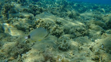 Denizaltı, Ege Denizi, Yunanistan, Halkidiki