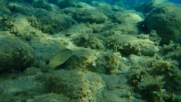 Σαργός Λευκός Βυθός Diplodus Sargus Υποθαλάσσιος Αιγαίο Ελλάδα Χαλκιδική — Φωτογραφία Αρχείου