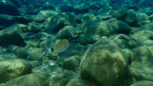 Sargo White Seabream Diplodus Sargus Undersea Aegean Sea Greece Halkidiki — Stock Photo, Image