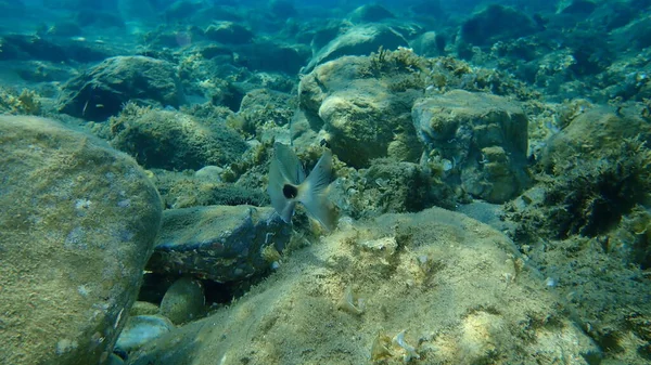 Sargo White Seabream Diplodus Sargus Undersea Aegean Sea Greece Halkidiki — 图库照片