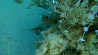 Goldblotch orfozu (Epinephelus costae) denizaltı, Ege Denizi, Yunanistan, Halkidiki