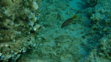Goldblotch orfozu (Epinephelus costae) denizaltı, Ege Denizi, Yunanistan, Halkidiki
