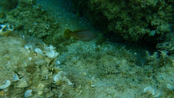 Zackenbarsch Oder Goldbarsch Epinephelus Costae Unter Wasser Ägäis Griechenland Chalkidiki — Stockfoto