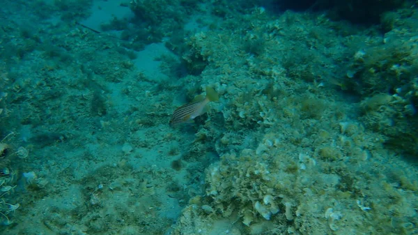 Goldblotch Group Golden Grouper Epinephelus Costae Undersea Eegean Sea Greece — стокове фото